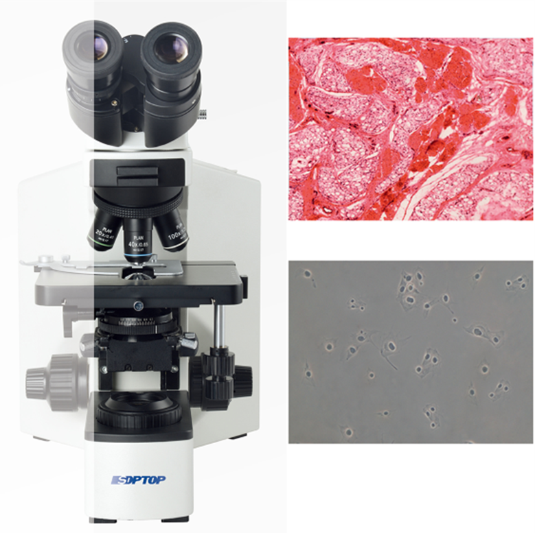 Microscopio Biológico CX40